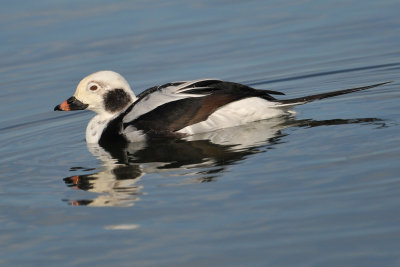 Long-tailed Duck