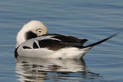 Long-tailed Duck