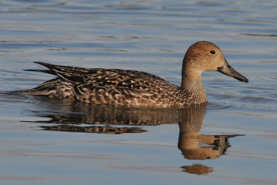 Northern Pintail