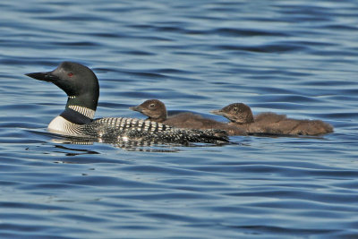 Common Loon  (two week old chicks)