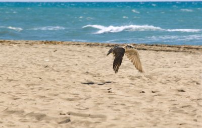 Halcon1_playa_DSC0226.JPG