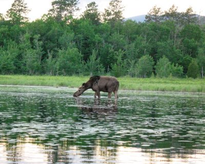 Miss Moose
