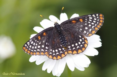papillon 0385.jpg