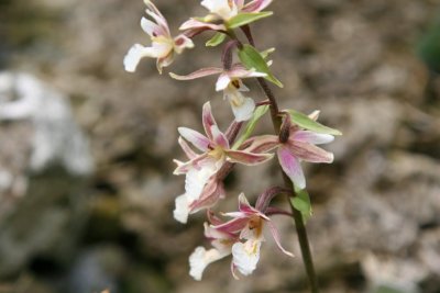 Epipactis palustris