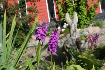 Dactylorhiza Elata