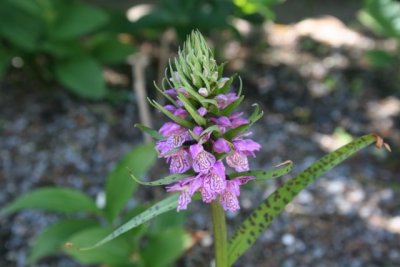 Dactylorhiza maculata