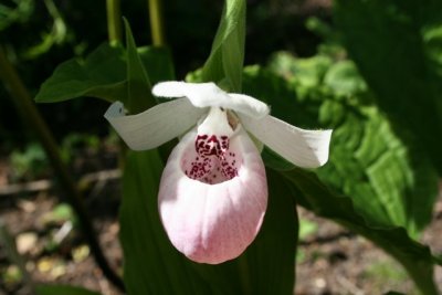 Cypripedium Ulla Silkens