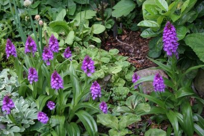 Dactylorhiza foliosa