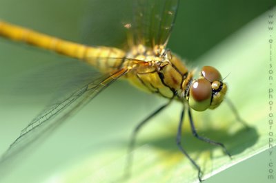 Common Darter