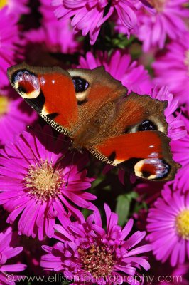 Peacock Butterfly