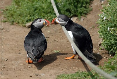 Puffins of Skomer Island