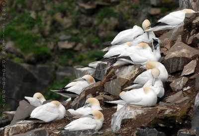 Gannets at Cape St Mary's