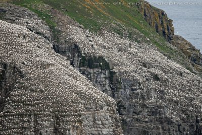 Gannets at Cape St Marys