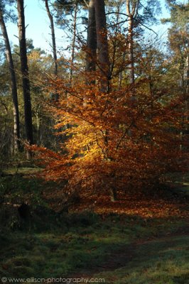 Autumn colours in the Mastbos