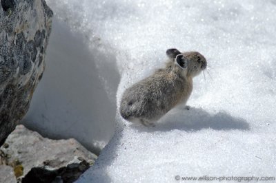 Pika in the snow at Lake O'Hara