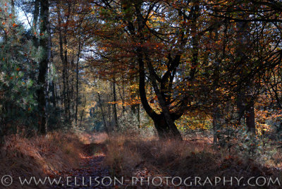 Autumn Colours - Groote Meer