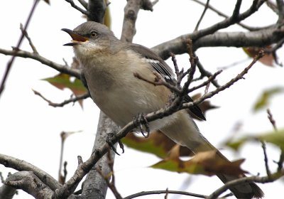 Northern Mockingbird