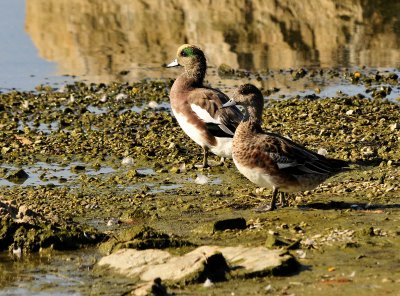 American Wigeons