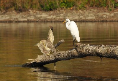 Great Egret and Juvenile Black Crowned Night Herons