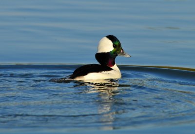 Bufflehead 4