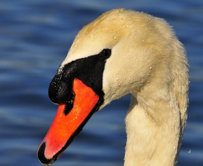 Mute Swan