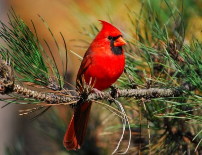 Northern Cardinal