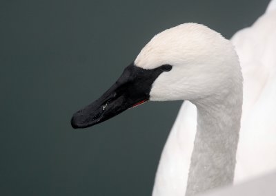 Trumpeter Swan