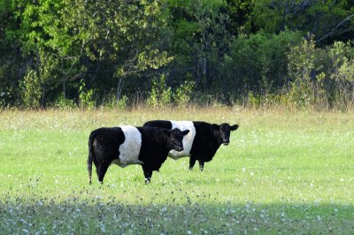 Galloway Cattle