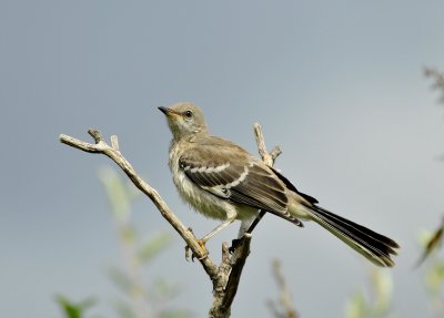 Northern Mockingbird