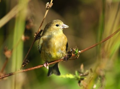 American Goldfinch