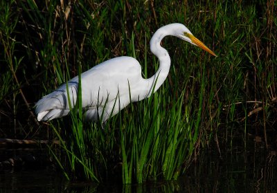 Great Egret