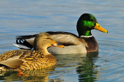 Mallard Pair