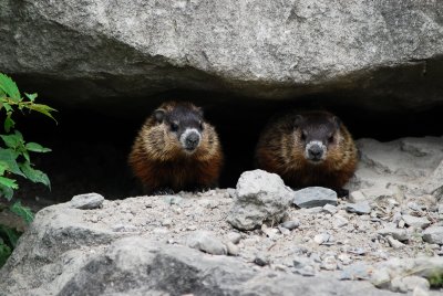 The Groundhog Brothers