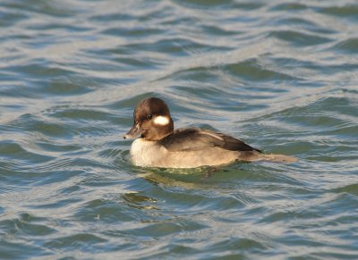 Bufflehead Female