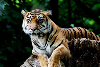 Sumatran Tiger