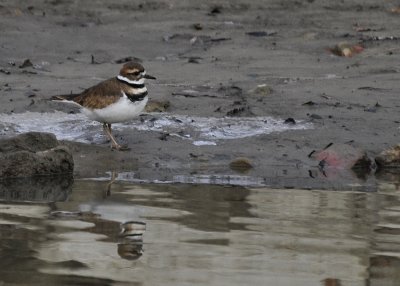 Killdeer in December