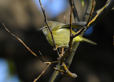 Orange Crowned Warbler