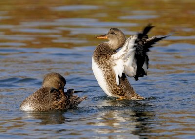 Gadwall Females