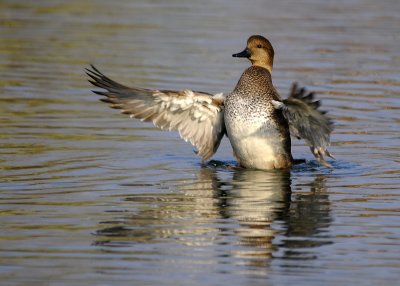 Gadwall Male