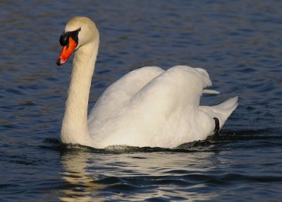 Mute Swan