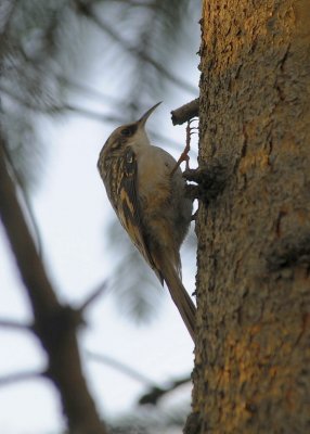 Brown Creeper