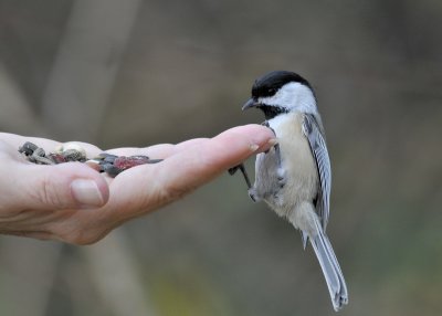 Bird in the hand