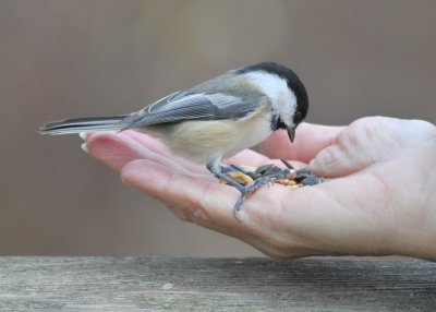 Bird in the hand