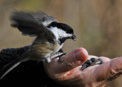 Bird in the hand