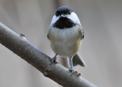 Black Capped Chickadee