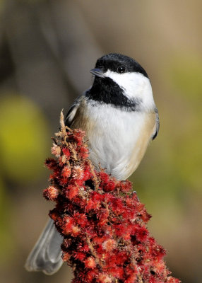 Black Capped Chickadee