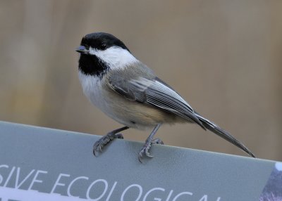 Black Capped Chickadee