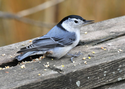 Nuthatch