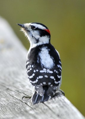 Downy Woodpecker