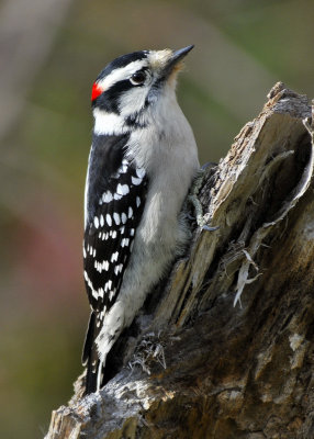 Downy Woodpecker